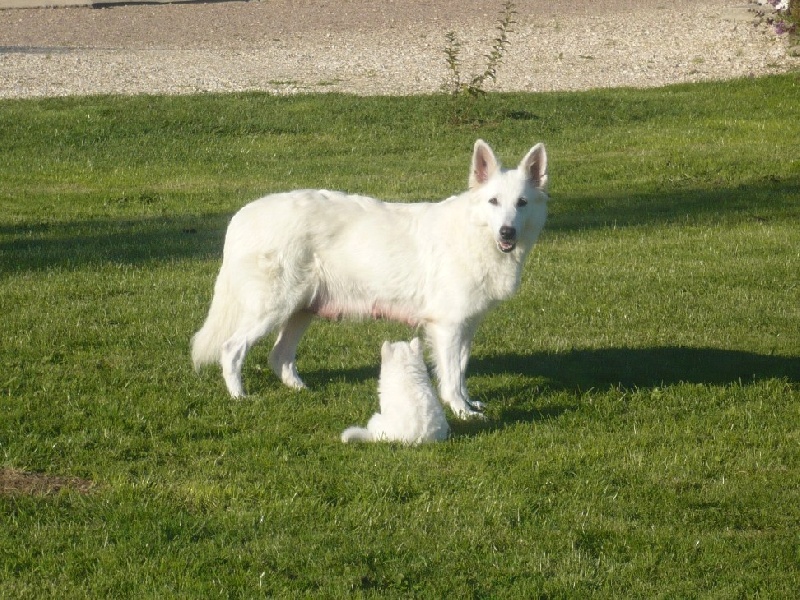 Galla (Sans Affixe)