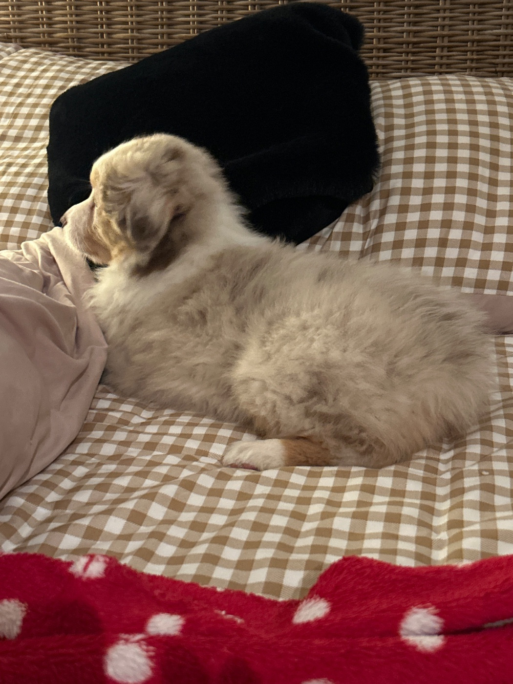 du Domaine de Boisbelle - Chiots disponibles - Berger Australien