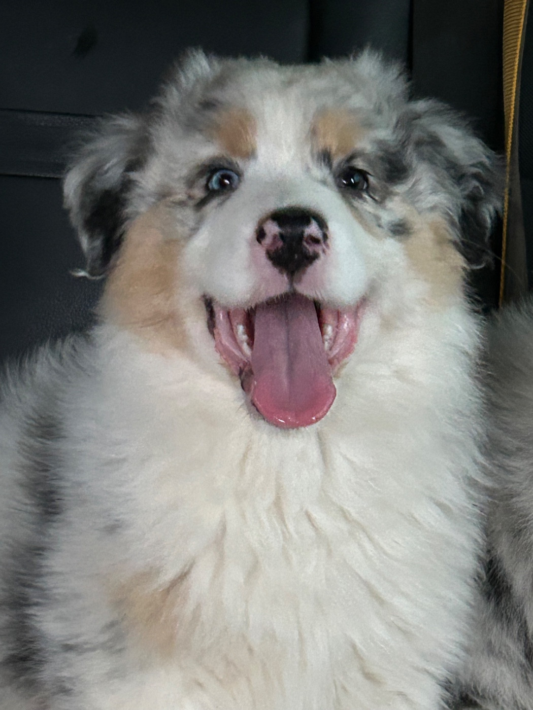 du Domaine de Boisbelle - Chiots disponibles - Berger Australien