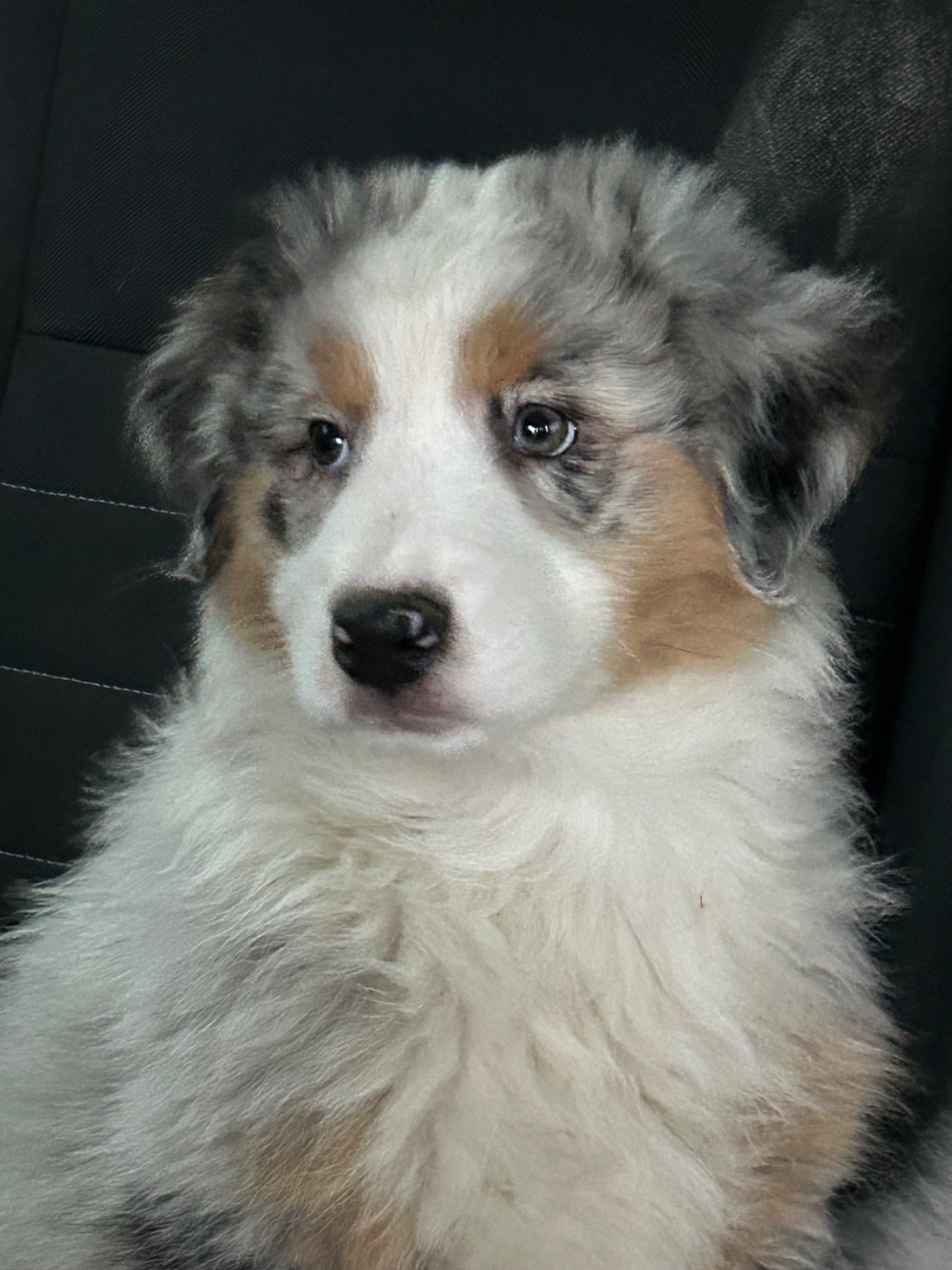 du Domaine de Boisbelle - Chiots disponibles - Berger Australien