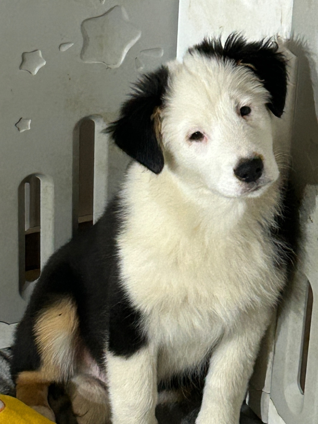 du Domaine de Boisbelle - Chiots disponibles - Berger Australien