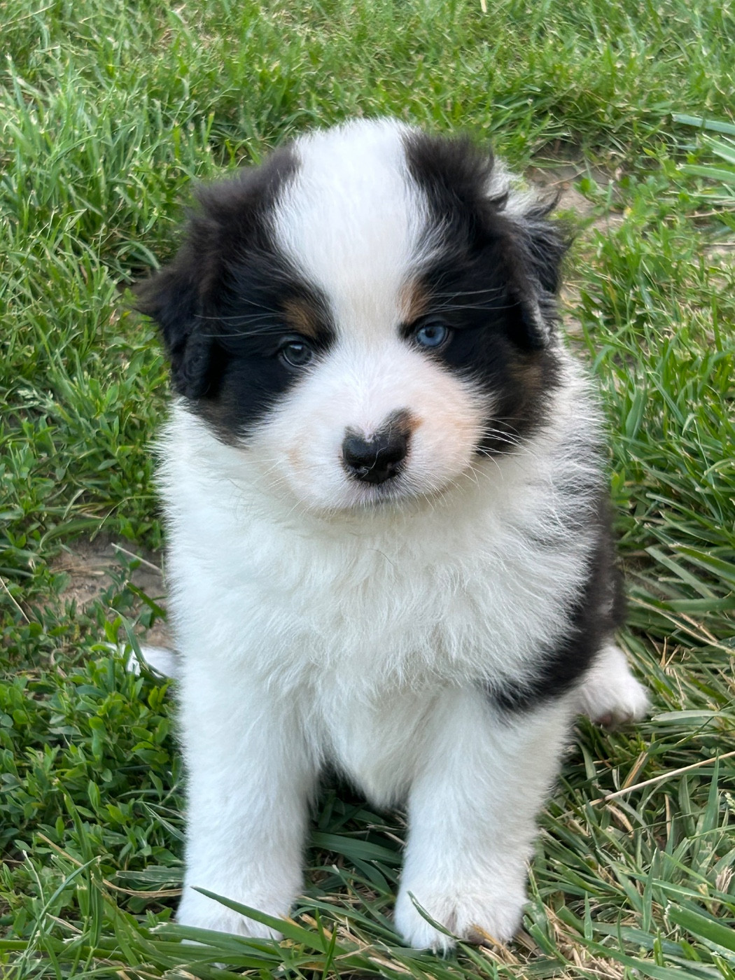 du Domaine de Boisbelle - Chiots disponibles - Berger Australien