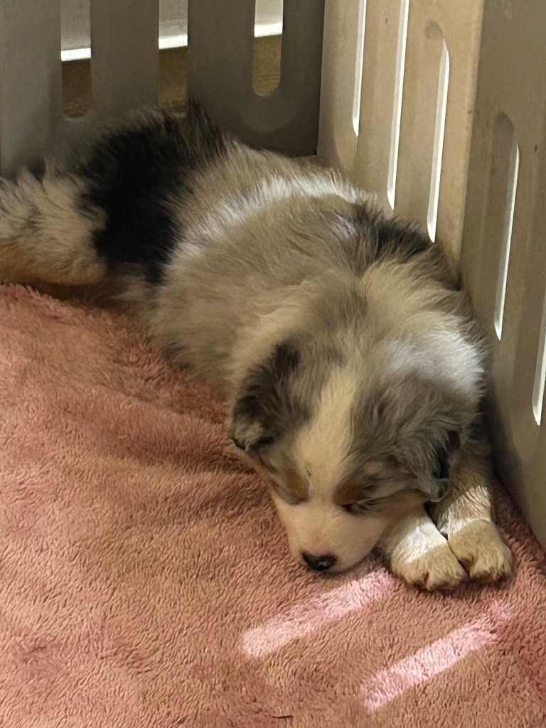 du Domaine de Boisbelle - Chiots disponibles - Berger Australien