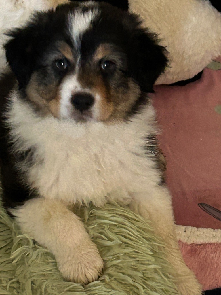 du Domaine de Boisbelle - Chiots disponibles - Berger Australien