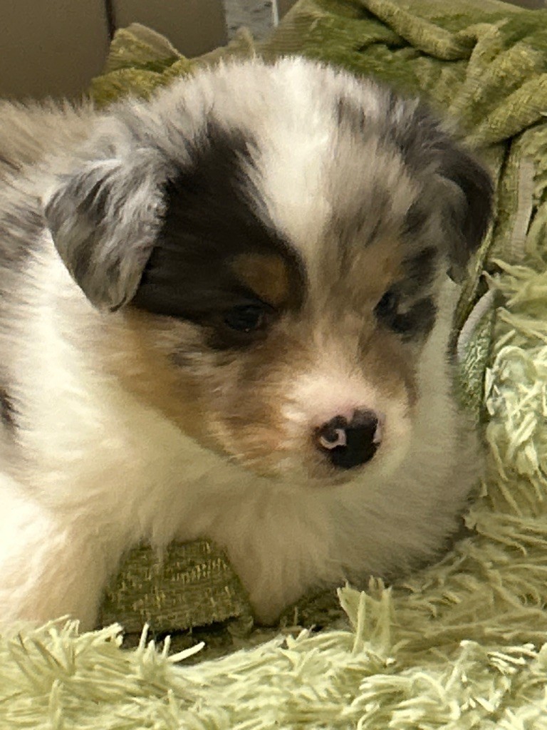 du Domaine de Boisbelle - Berger Australien - Portée née le 30/08/2025