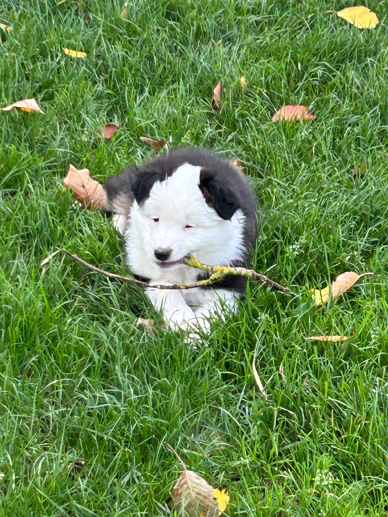 du Domaine de Boisbelle - Chiots disponibles - Berger Australien