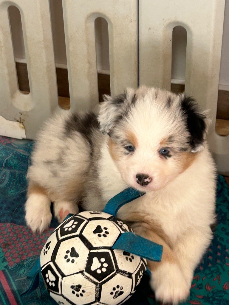 du Domaine de Boisbelle - Chiots disponibles - Berger Australien